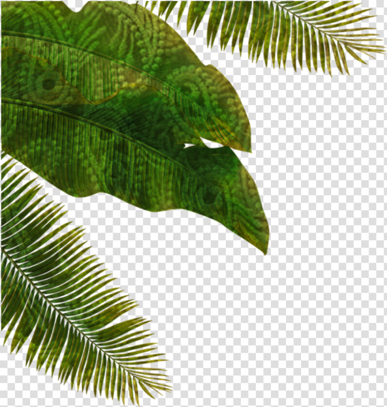  palmtree  palm  leaves  fantasy  nature  green   Nature Fantasy Png  Transparent PngTransparent PNG