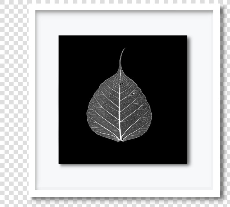 59   Dav pearce leaf  HD Png DownloadTransparent PNG