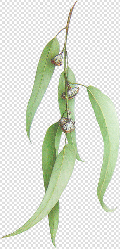 Eucalyptus Leaves Png  Transparent PngTransparent PNG