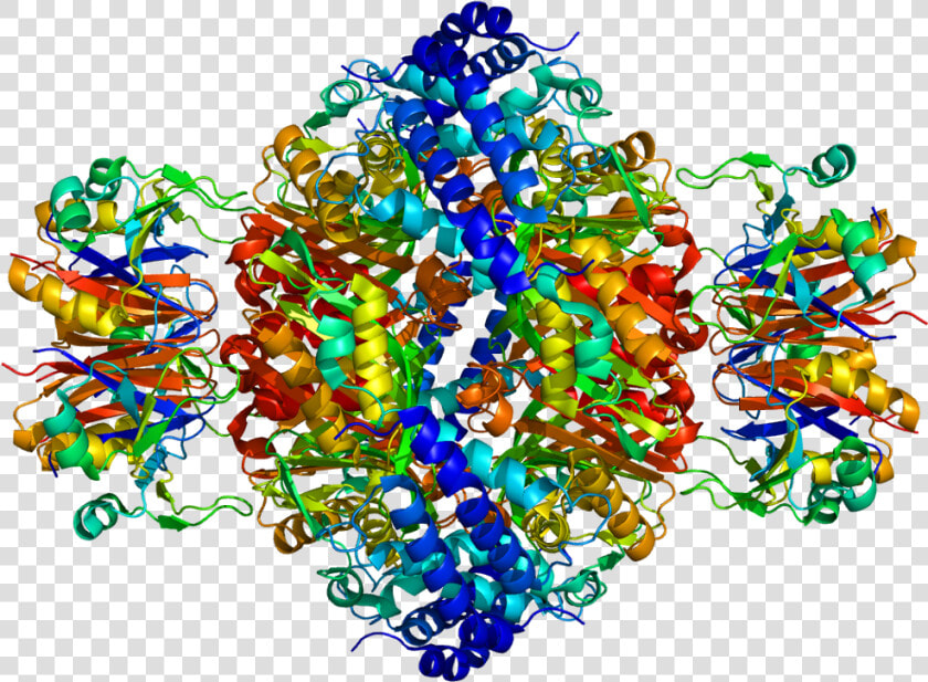 Protein Gchfr Pdb 1is7   Visual Arts  HD Png DownloadTransparent PNG