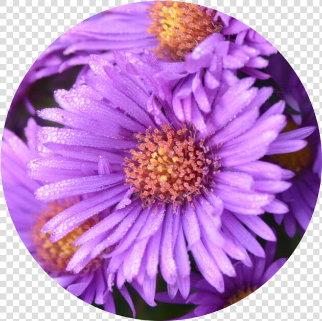 New York Aster  HD Png DownloadTransparent PNG