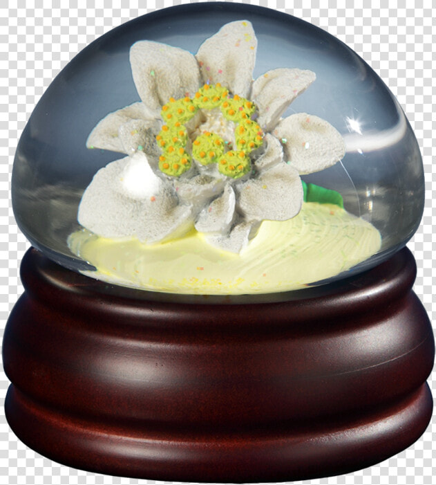 Edelweiss Flower Mushroom Wg Class Lazyload None   Jasmine  HD Png DownloadTransparent PNG