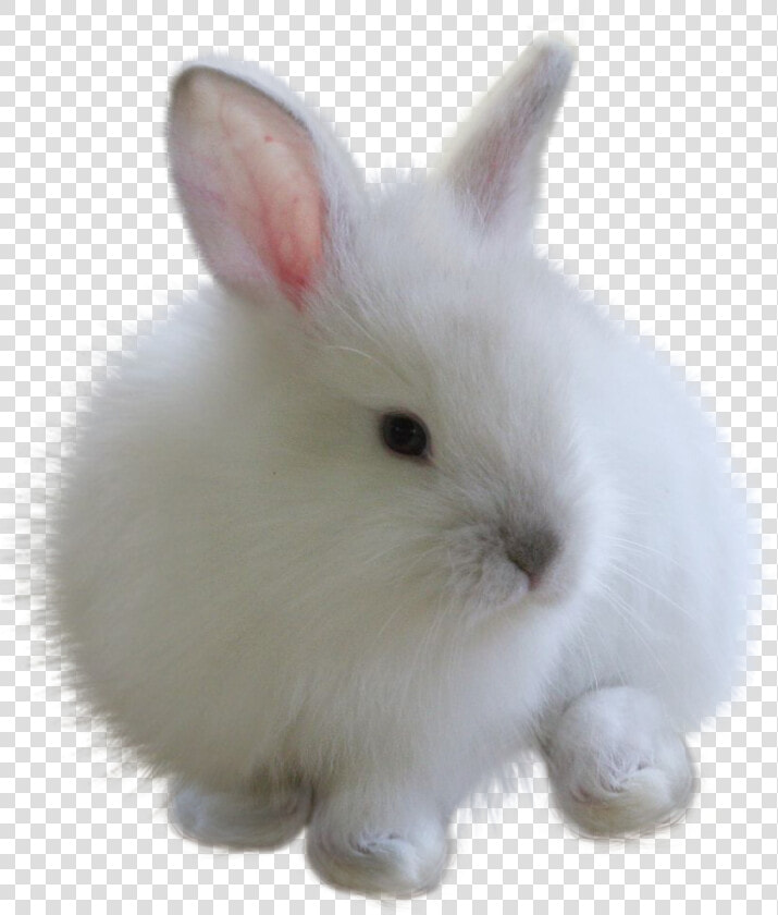  fuzzy  bunny  white  rabbit freetoedit   Rabbit Png For Picsart  Transparent PngTransparent PNG