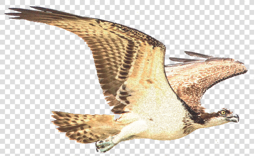 Amaro Delle Terre Del Falco Ad Multiservice Srls   Osprey  HD Png DownloadTransparent PNG