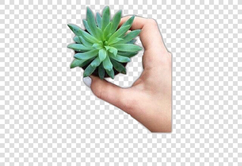  succulent  vsco  plant  accessories  trendy  basic   Weberocereus  HD Png DownloadTransparent PNG