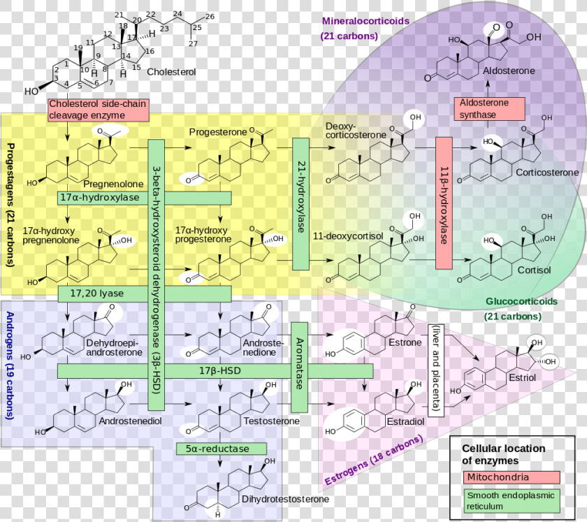 Steroidogenesis Pathway  HD Png DownloadTransparent PNG