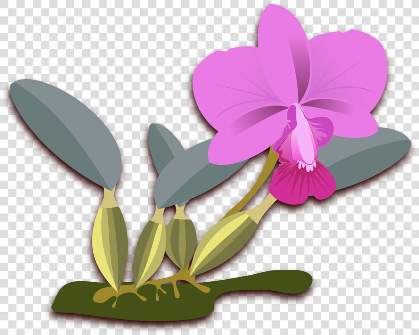 Cliparts For Free Download Orchid Clipart Cattleya   Orquideas Cattleya Png  Transparent PngTransparent PNG