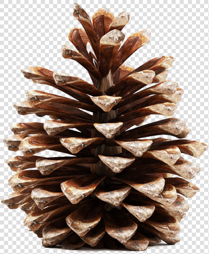 Pinecone Png Transparent Picture   Pine Cone 3d Model Free  Png DownloadTransparent PNG