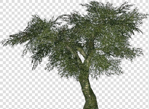 Olive   Albero Di Ulivo Png  Transparent PngTransparent PNG