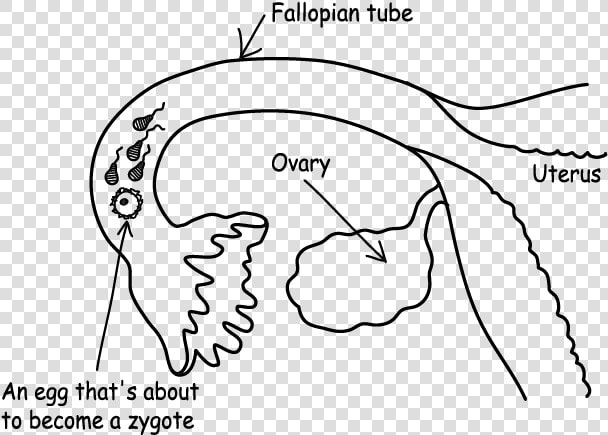 Fertilised Egg In Fallopian Tube   Line Art  HD Png DownloadTransparent PNG