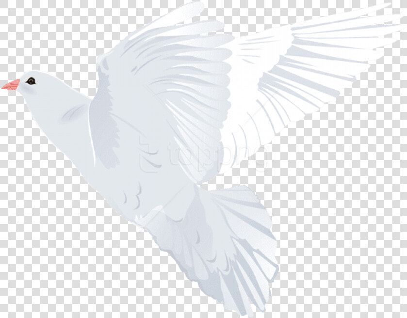 Transparent Holy Spirit Dove Png   Pigeons And Doves  Png DownloadTransparent PNG