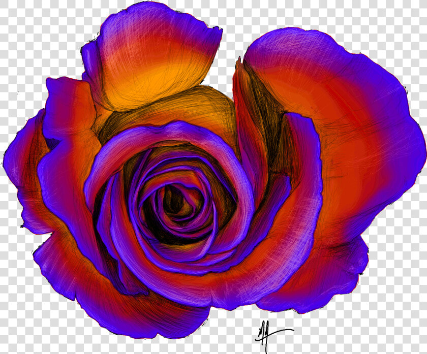 Masonillustration Rose Overhead Sketch   Hybrid Tea Rose  HD Png DownloadTransparent PNG