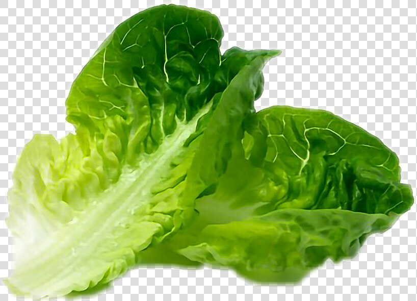  lettuce   Little Gem Lettuce Leaf  HD Png DownloadTransparent PNG