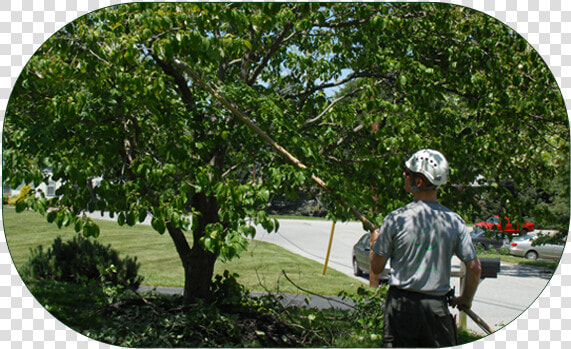 A View Of Man Cutting Extra Grown Branch   River Birch  HD Png DownloadTransparent PNG