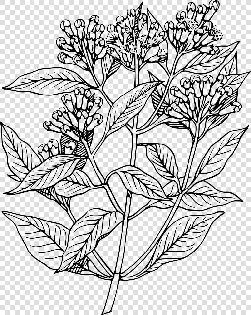 Leaf  Tree  Flower  Plant  Clove  Bush  Herb  Shrub   Elder Flower Line Art  HD Png DownloadTransparent PNG