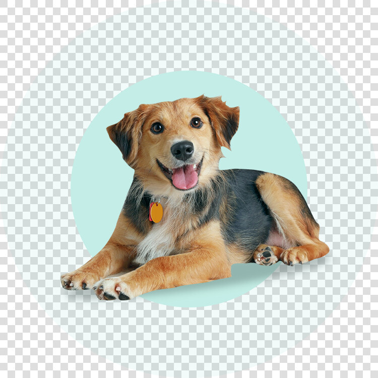 Doggy sitting   Dog Name  HD Png DownloadTransparent PNG