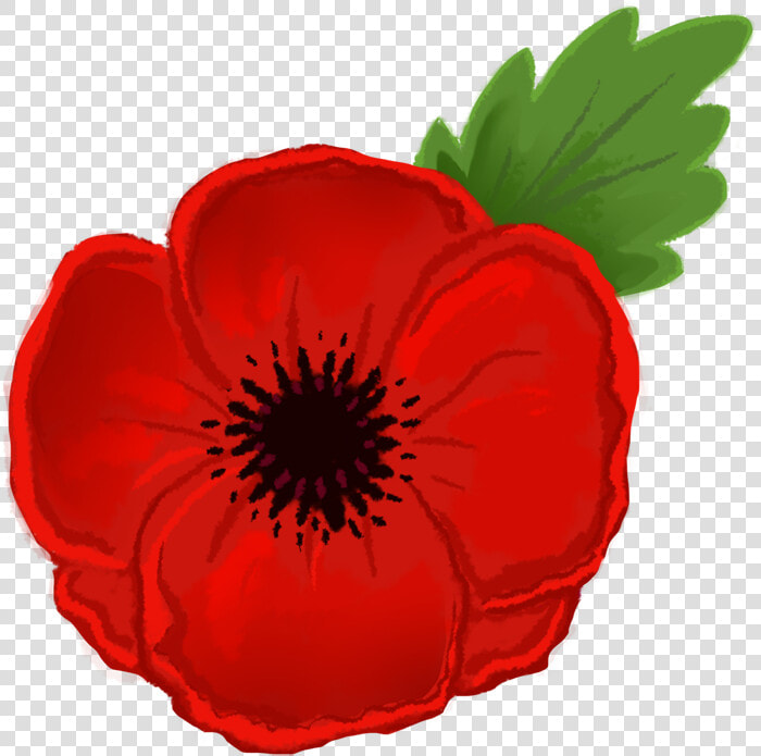 Poppy Clipart   Anzac Poppy Flower Drawing  HD Png DownloadTransparent PNG