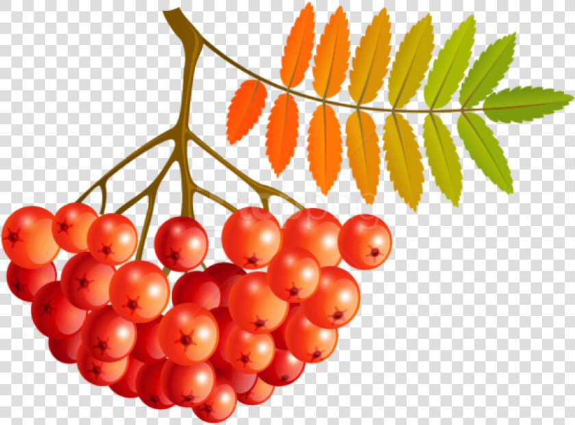 Free Png Download Fall Mountain Ash Fruits Clipart   Mountain Ash Clipart  Transparent PngTransparent PNG