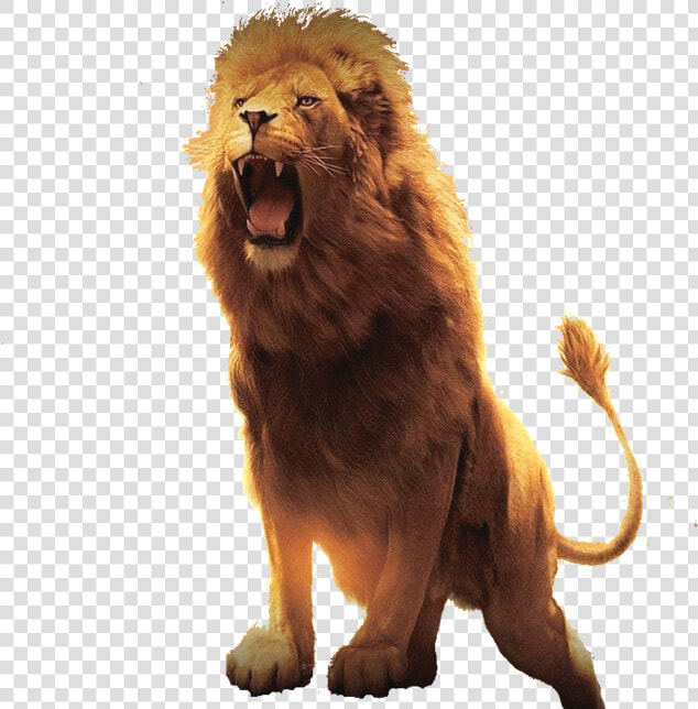 Modern Day “lion Of The Tribe Of Judah”   Lion Hd Images Free Download  HD Png DownloadTransparent PNG