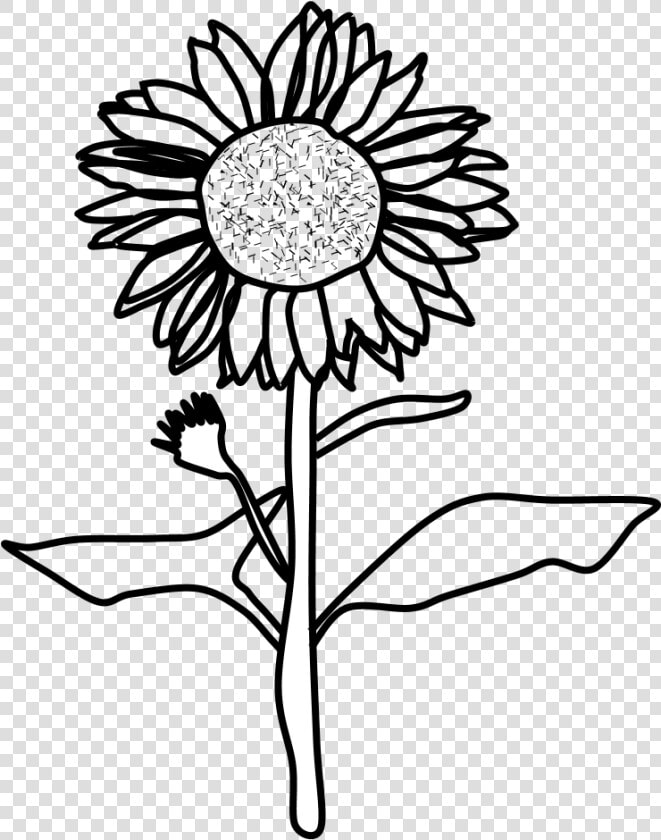 Sunflower  Black And White  Png   Sunflower Black And White Png  Transparent PngTransparent PNG