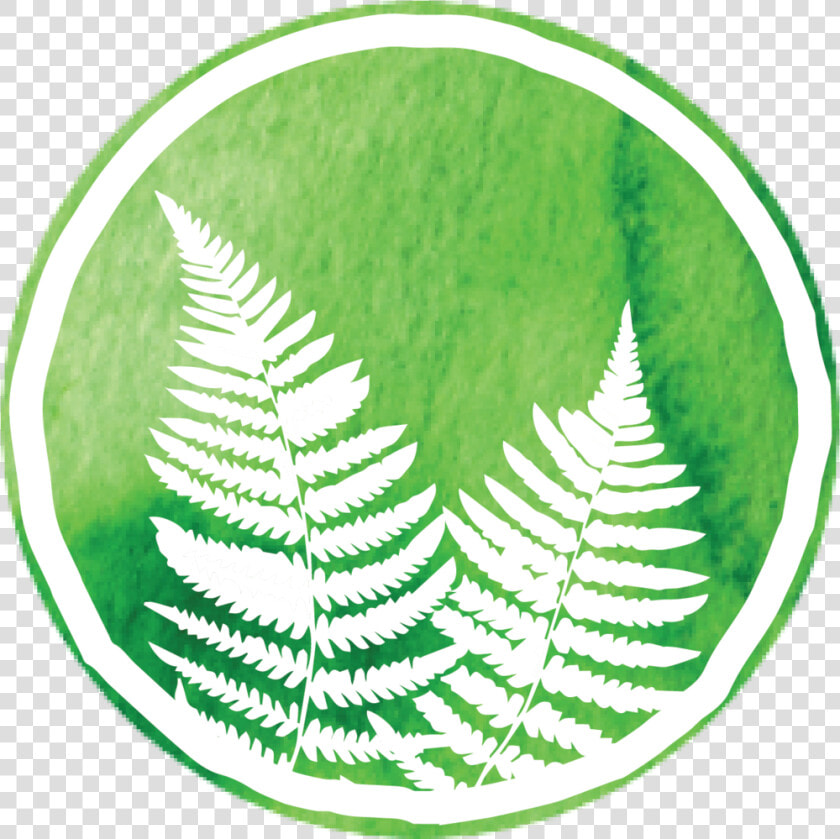 Transparent Ferns Png   Ostrich Fern  Png DownloadTransparent PNG