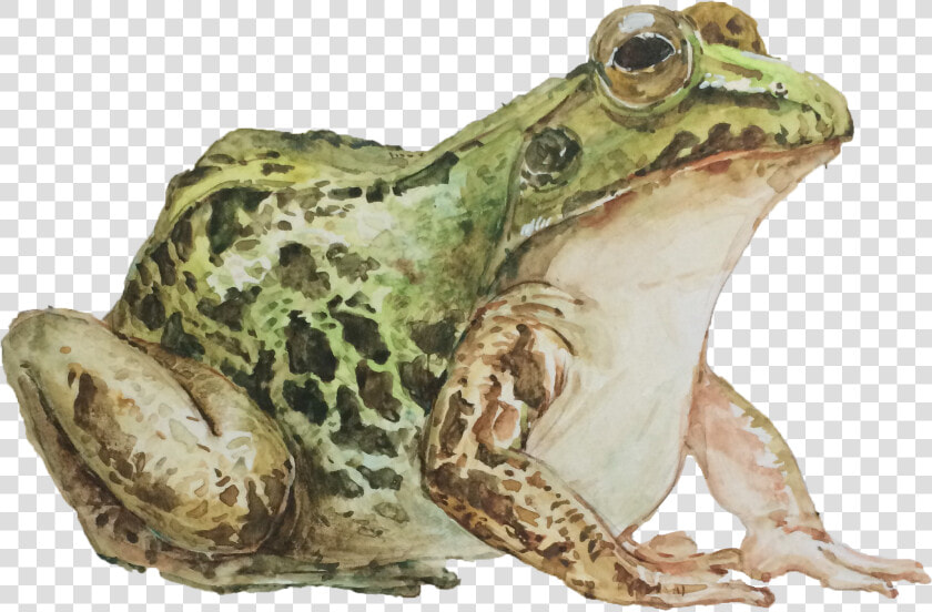 Mink Frog  HD Png DownloadTransparent PNG