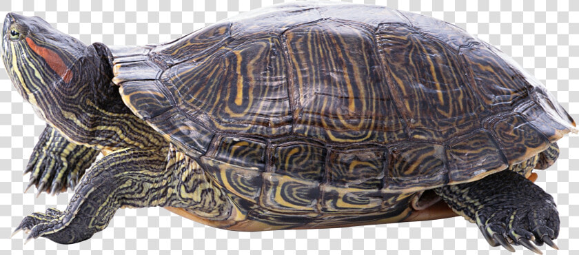 Turtle Png   Turtle  Transparent PngTransparent PNG