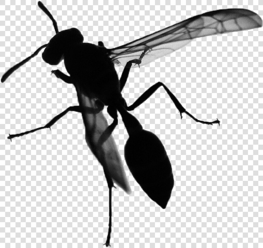 Net winged Insects  HD Png DownloadTransparent PNG