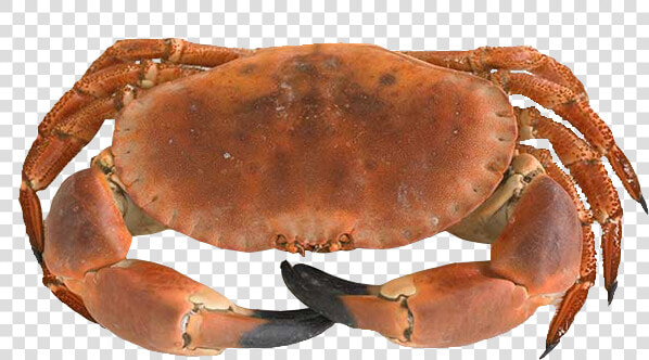 Product browncrab   Dungeness Crab  HD Png DownloadTransparent PNG