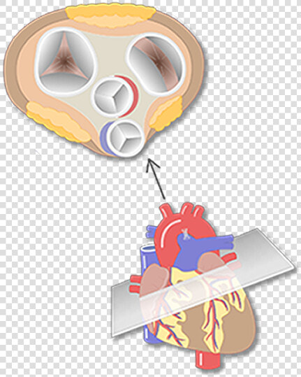 4 Heart Valves Cartoon View  HD Png DownloadTransparent PNG