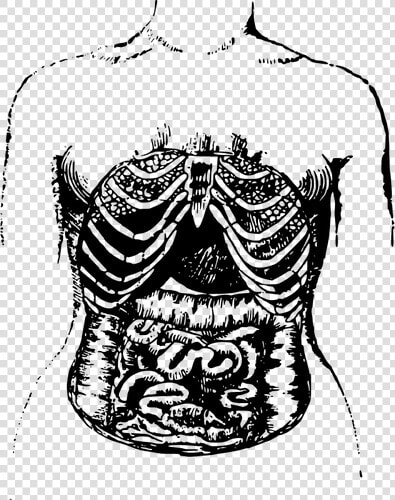 Internal Intestines   Intestines Drawing Png Transparent  Png DownloadTransparent PNG