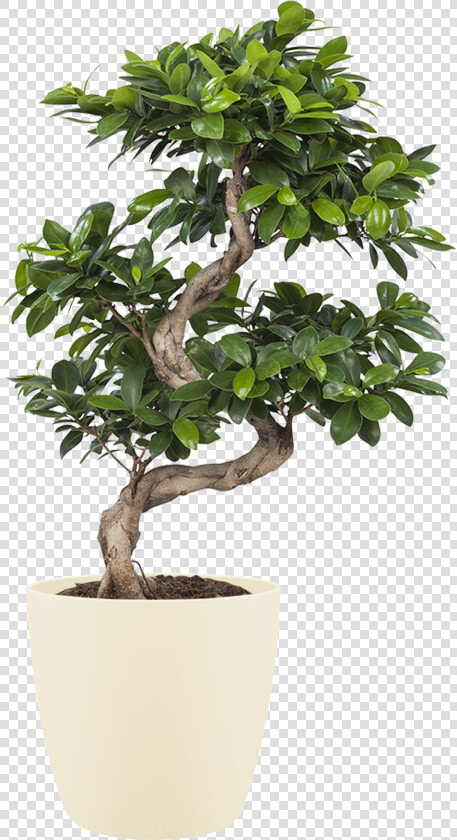 Transparent Ficus Tree Png   Transparent Background Home Plant Png  Png DownloadTransparent PNG