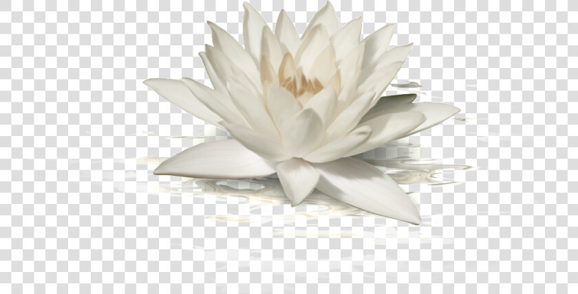 This Graphics Is White Lotus Transparent About Fashion lotus png  Png DownloadTransparent PNG