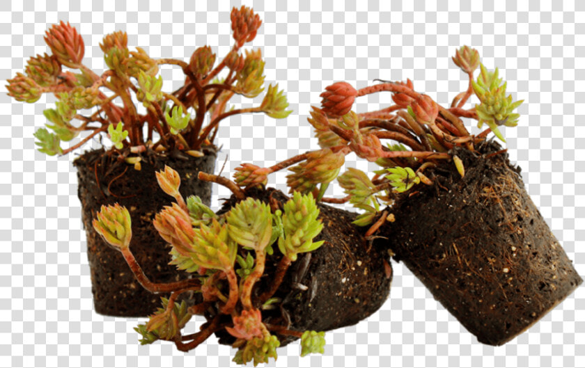 Nordestprati Sedum Alveolo   Flowerpot  HD Png DownloadTransparent PNG