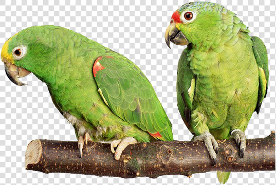 Parrot Png Free Download   Green Parrot Transparent  Png DownloadTransparent PNG