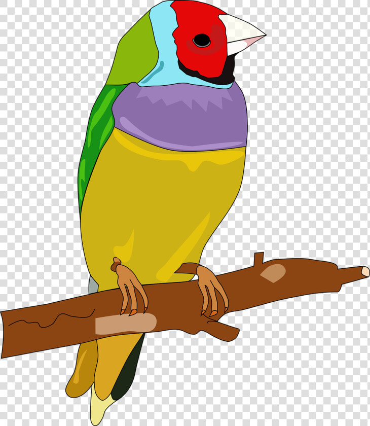 Bird Passerine Color Drawing Feather   Hewan Burung Dengan Warna  HD Png DownloadTransparent PNG