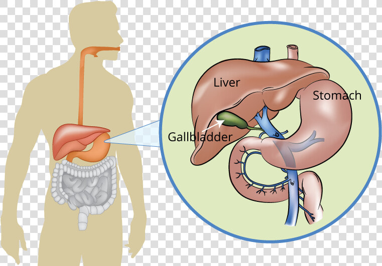 Liver Pancreas And Gallbladder  HD Png DownloadTransparent PNG