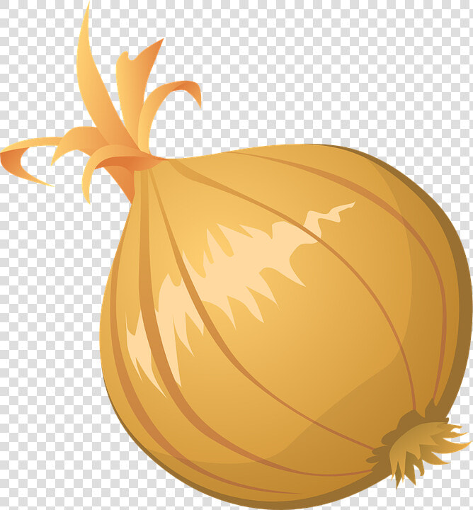 Onion Vector Png Clipart   Onion Clip Art  Transparent PngTransparent PNG