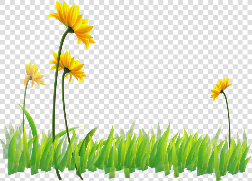 Transparent Narcissus Clipart   Sunflower  HD Png DownloadTransparent PNG