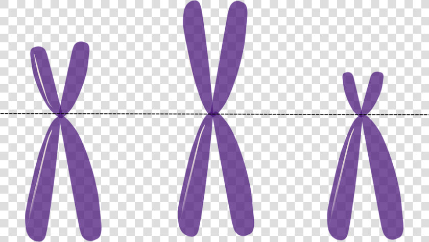 Chromosomes  Genetics  Metacentric  Purple  Science    Telomeres Clipart  HD Png DownloadTransparent PNG