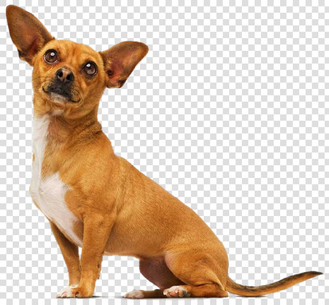 Chihuahua Png  Transparent PngTransparent PNG