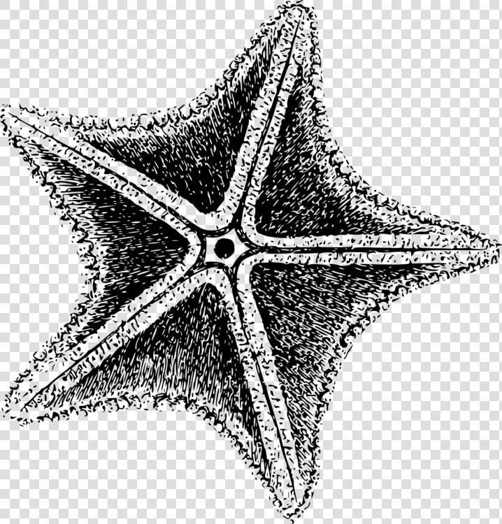 Starfish Invertebrate Sea Echinoderm Computer Icons   Black And White Star Fish  HD Png DownloadTransparent PNG