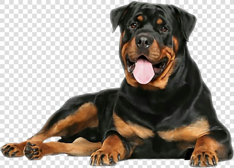 Rottweiler Png Free Download   Rottweiler Dogs  Transparent PngTransparent PNG