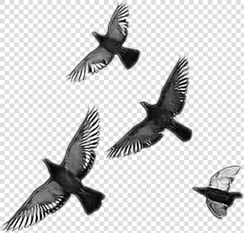  crow  bird  birds  free  freedom  freetoedit  remixit   Transparent Flying Bird Overlay  HD Png DownloadTransparent PNG