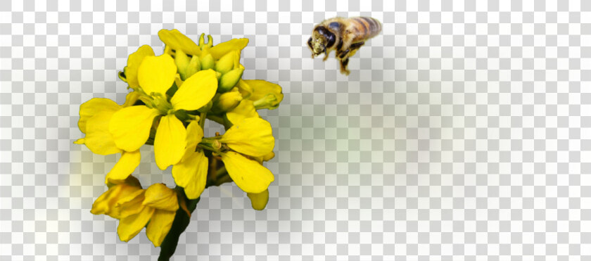 Honey Bee   Honeybee  HD Png DownloadTransparent PNG