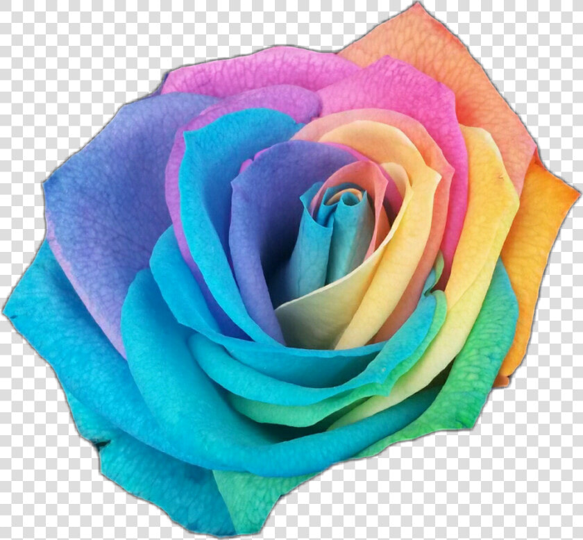  rose  rosesticker  rainbow  rainbowrose  color  flowerstickers   Rainbow Colored Transparent Rose  HD Png DownloadTransparent PNG