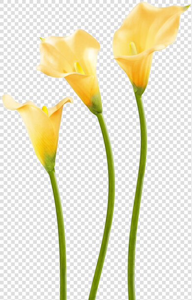 Yellow Calla Lily Flower   Flax leaved Tulip  HD Png DownloadTransparent PNG