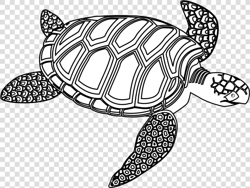 Sea Turtle turtle green Sea Turtle pond Sea Turtle olive   Turtle Black And White  HD Png DownloadTransparent PNG