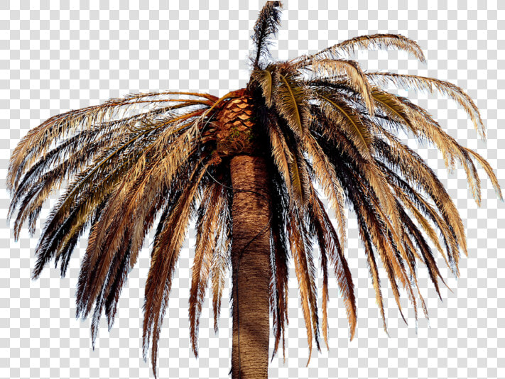 Attalea Speciosa  HD Png DownloadTransparent PNG