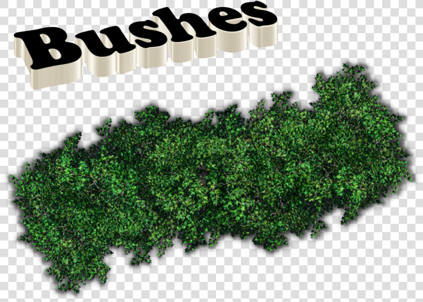 Bushes Png Images   Hedge  Transparent PngTransparent PNG